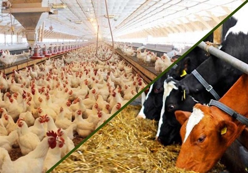 آغاز اجرای مصوبه دولت برای ساماندهی واردات و عرضه نهاده‌های دامی