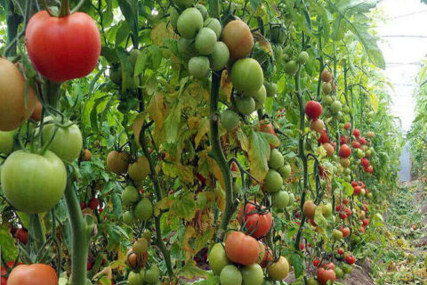 ارزش ۴۹ میلیارد دلاری استارتاپ های کشاورزی تا ۲۰۳۰؛ redseafarm به کمک کشت با آب شور آمد ارزش ۴۹ میلیارد دلاری استارتاپ های کشاورزی تا ۲۰۳۰؛ redseafarm به کمک کشت با آب شور آمد