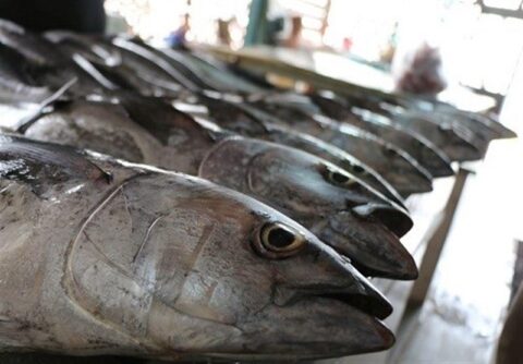 رکورد جدید صید ایران در آب‌های فرامرزی ثبت شد