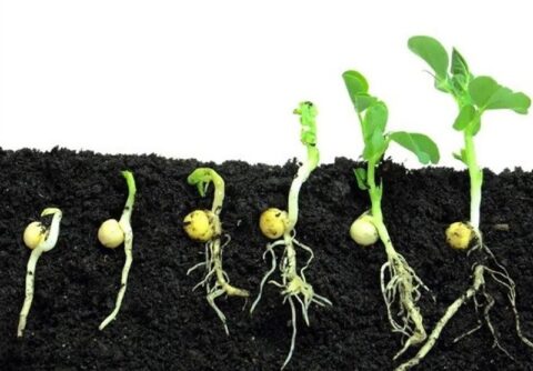 هسته‌ای در کشاورزی ــ 61| تحریک جوانه‌زنی بذر با پرتودهی