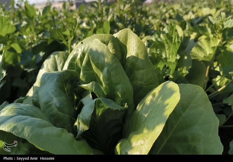 هسته‌ای در کشاورزی ــ 63| افزایش دوام سبزیجات با فناوری هسته‌ای