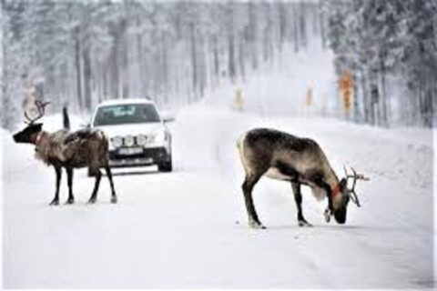مبارزین حیات وحش به تلویزیون می‌آیند/ رقص با پرندگان از شبکه فراتر