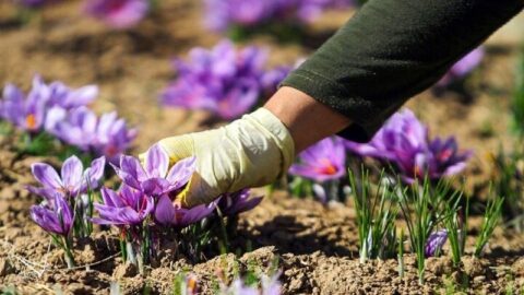 هیچ تغییری در زعفران کاری کشور نسبت به ۵۰ سال گذشته رخ نداد؛ ضرورت کشت مکانیزه طلای سرخ