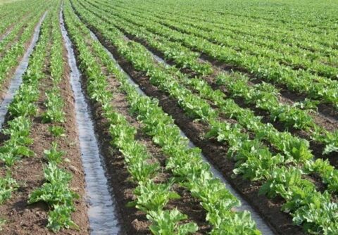 13.5 میلیون هکتار از اراضی کشور رفع تداخل شد