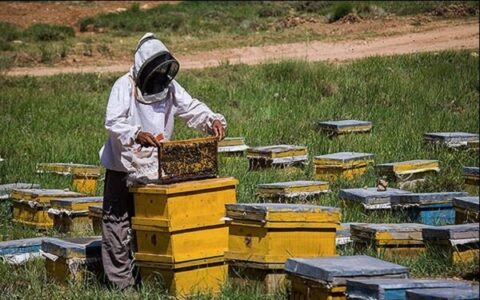 آفت و بیماری؛ نتیجه واردات قاچاقی زنبور به کشور