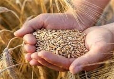 نرخ خرید تضمینی گندم بیشتر از 42هزار تومان است
