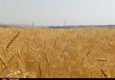 پیشنهاد تولید 3میلیون تن گندم از زمین‌های سبزی و صیفی