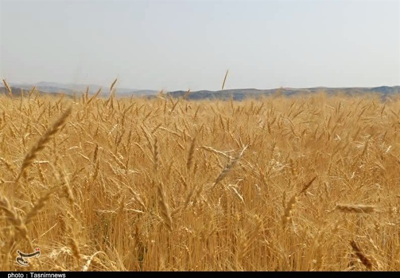 پیشنهاد تولید 3میلیون تن گندم از زمین‌های سبزی و صیفی