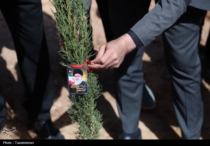 9 میلیون اصله نهال در طرح پویش سرو ایرانی کاشته شد