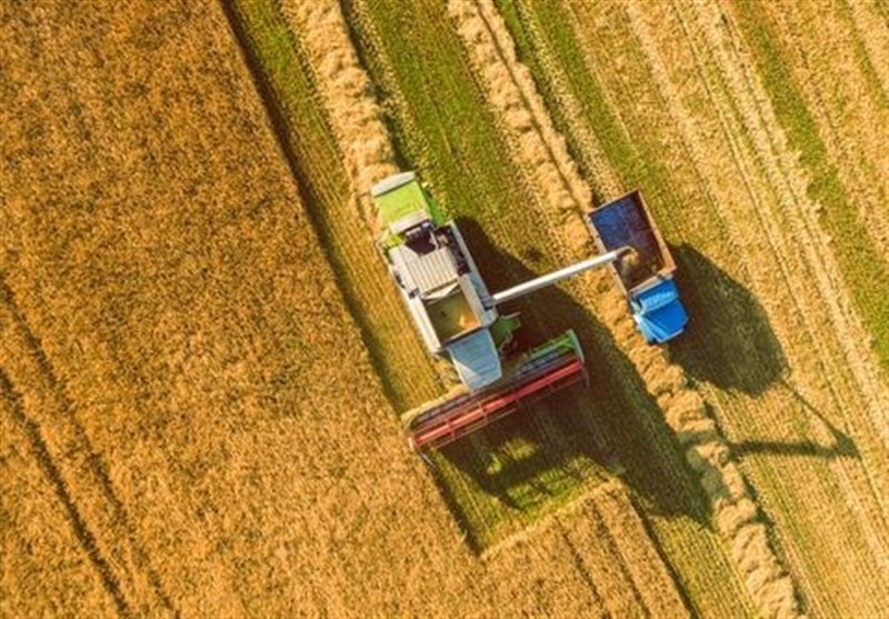 آزادسازی نرخ ارز، مزیت رقابتی گندم داخلی را احیا کرد