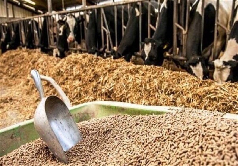 ترخیص بدون وقفه نهادههای دامی در بنادر با نظارت بهداشتی ترخیص بدون وقفه نهادههای دامی در بنادر با نظارت بهداشتی