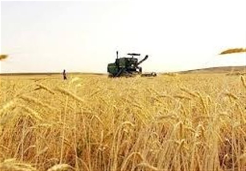 جدید ترین برآورد حاکی از تولید 13 میلیون تن گندم در کشور است جدید ترین برآورد حاکی از تولید 13 میلیون تن گندم در کشور است