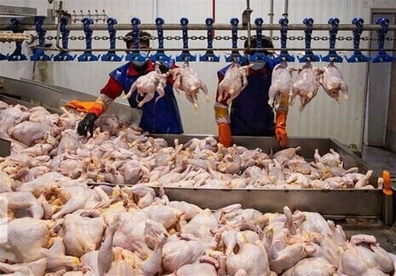 کمبودی در تامین مرغ نداریم