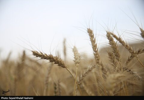ارز واردات گندم دوباره 28500 تومان شد