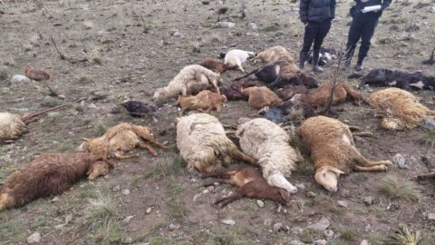 تلف شدن ۲۵ راس احشام و مصدومیت چوپان براثر برخورد صاعقه در مشگین شهر