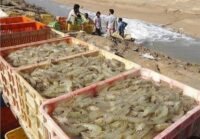 تولید میگو در کشور با رشد 37 درصدی به رکورد جدید رسید