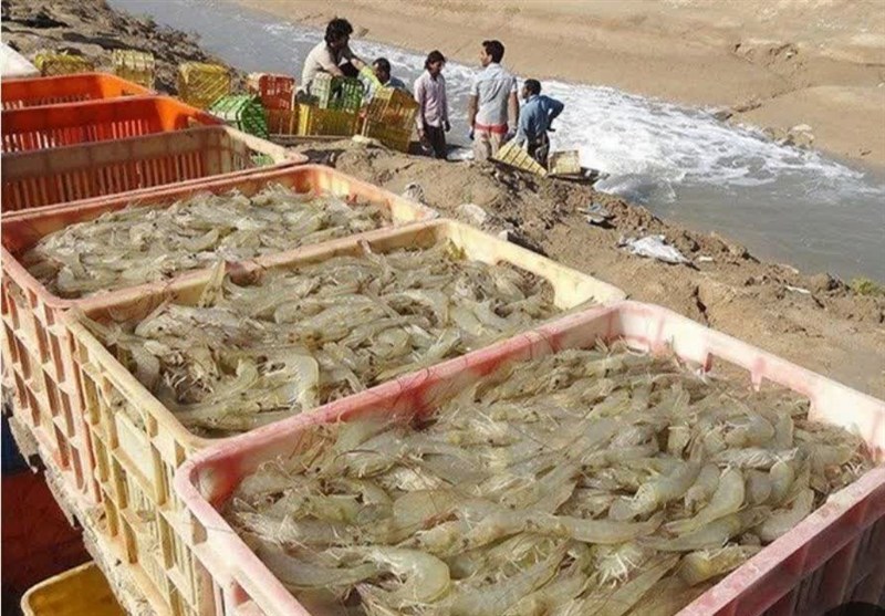 تولید میگو در کشور با رشد 37 درصدی به رکورد جدید رسید