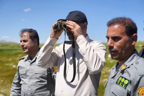 حبیبی: قراویز با حمایت مردم بهشت امن آهوان ایرانی شده است