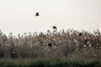 شکارچی حرفه‌ای پرندگان مهاجر در تالاب بین المللی شادگان دستگیر شد