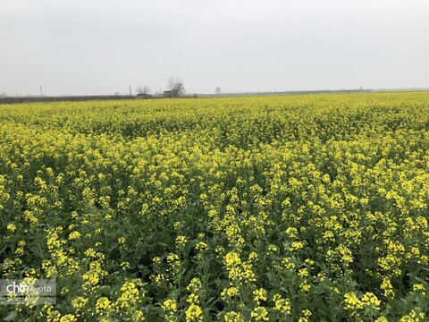 طلای زرد گلستان: سفری به دل مزارع شکوفه‌های کلزا