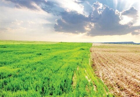 چالش‌های اقلیمی کشاورزی ایران؛ از خشکسالی تا امنیت غذایی