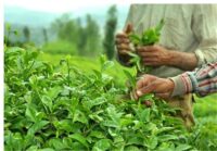 600 میلیارد تومان از مطالبات چایکاران پرداخت شد