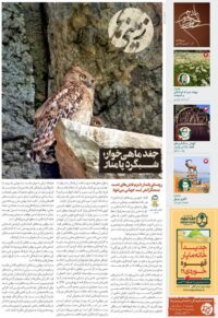 انتشار «زمینی‌ها» با رویکرد روستای گردشگری پامنار و جغد ماهی‌خوار