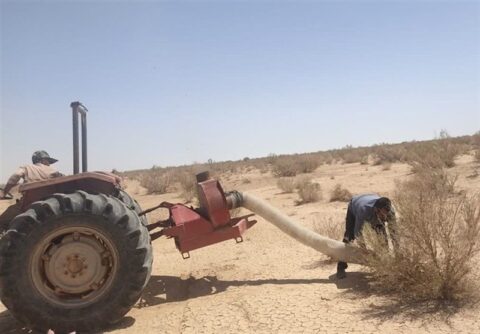 ملخهای بومی برای تولید خوراک طیور و آبزیان جارو میشوند ملخهای بومی برای تولید خوراک طیور و آبزیان جارو میشوند