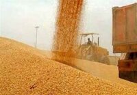 پرداخت 50 درصد پول گندمکاران از شنبه