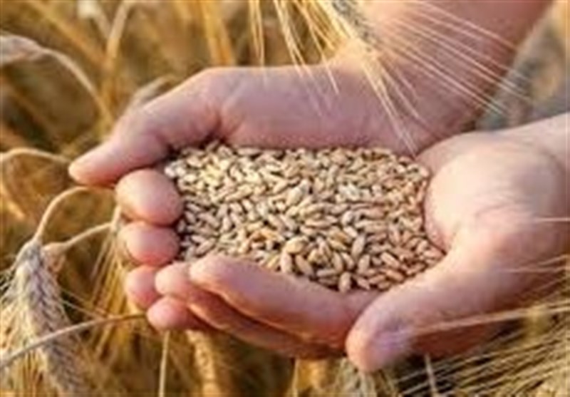 5 همت دیگر به حساب گندمکاران واریز شد