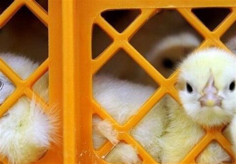 قیمت جوجه 30 هزار تومان کاهش یافت قیمت جوجه 30 هزار تومان کاهش یافت