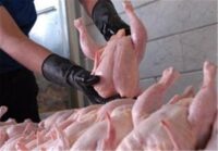 صادرات گوشت مرغ مجاز مشروط شد