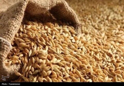 نرخ مصوب گندم صنف و صنعت 53 هزار تومان تعیین شد نرخ مصوب گندم صنف و صنعت 53 هزار تومان تعیین شد