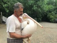 همزیستی پلیکان و صیاد مستند شد