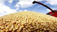 کاهش ۷.۴درصدی میانگین قیمت جهانی سویای صادراتی در ۲۰۲۵؛ سهم ایران از بازار جهانی چقدر است؟