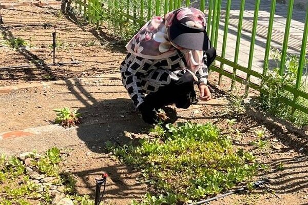 باغچههای خانگی در کاهش خطر ابتلا به دیابت موثرند باغچههای خانگی در کاهش خطر ابتلا به دیابت موثرند