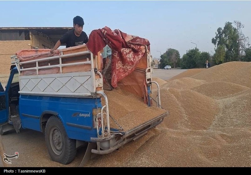 ورود دلالان با پول نقد به بازار گندم با قیمت 38 تا 44 هزار تومان