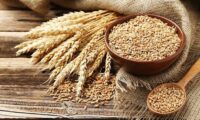 استرالیا در صدر صادرات جهانی جو؛ ایران در میان کشورهای دارای کسری تجاری