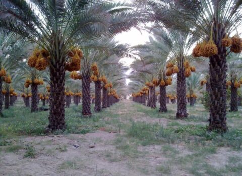 خرمای زاهدی طلحه دشتستان ثبت جهانی شد خرمای زاهدی طلحه دشتستان ثبت جهانی شد