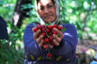 صادرات جهانی گیلاس به ۵.۸۵میلیارد دلار رسید؛ ایران در جایگاه ۳۲ صادراتی