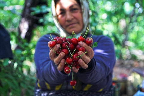 صادرات جهانی گیلاس به ۵.۸۵میلیارد دلار رسید؛ ایران در جایگاه ۳۲ صادراتی صادرات جهانی گیلاس به ۵.۸۵میلیارد دلار رسید؛ ایران در جایگاه ۳۲ صادراتی